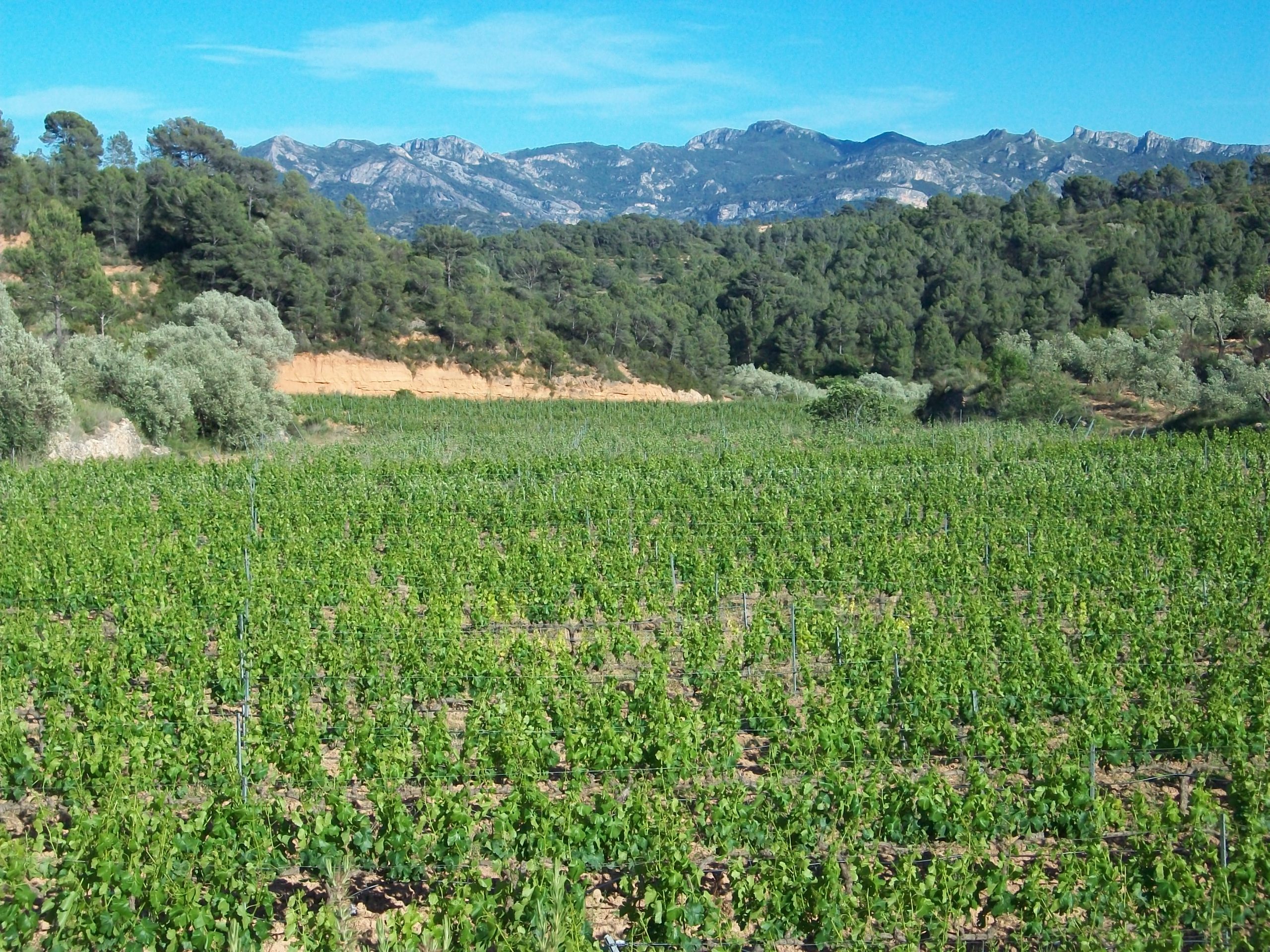 Bancals vinya ca la simona