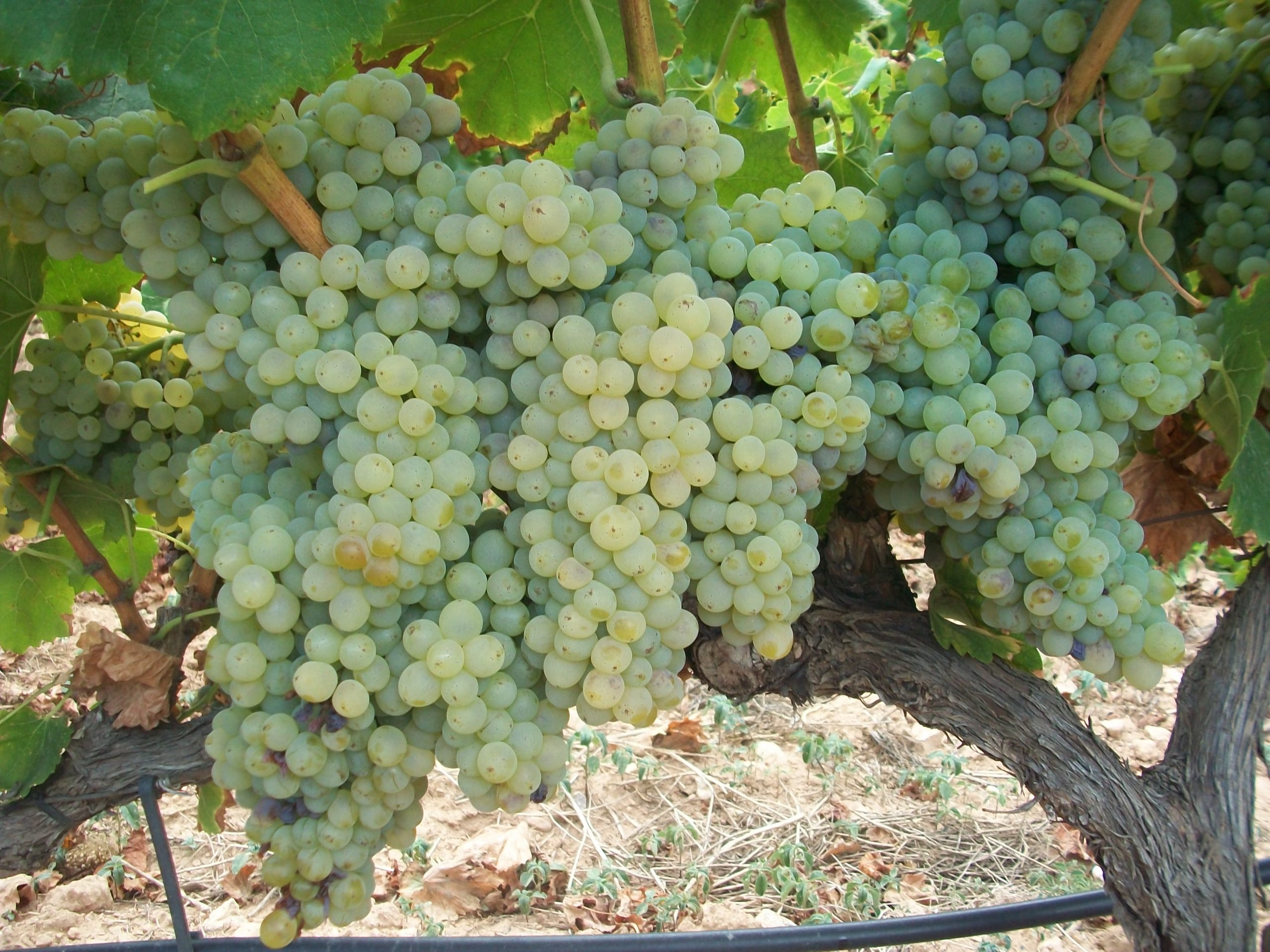 Garnatxa blanca 1 ca la simona