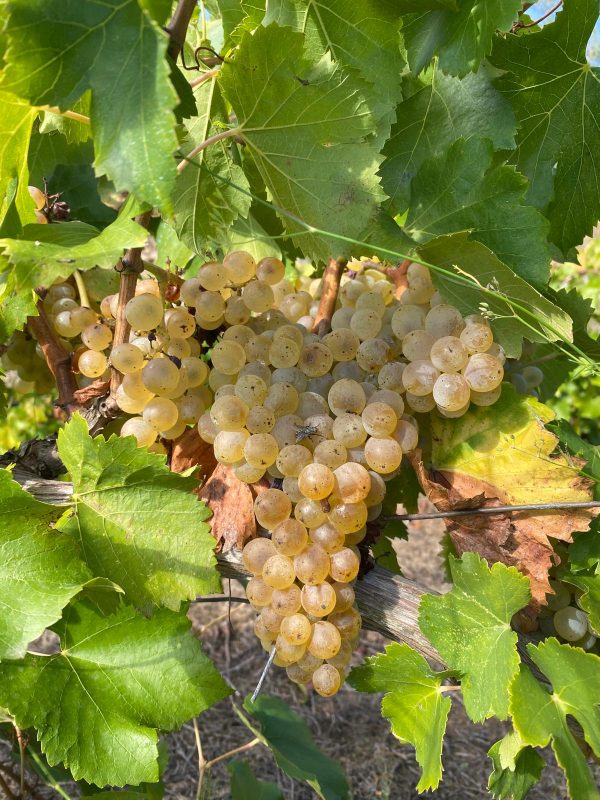 Llumanés – Vi blanc ecològic DO Terra Alta - Imagen 3