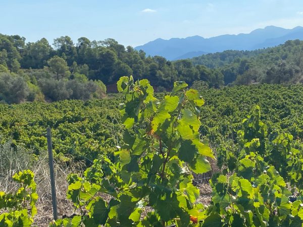 Llumanés – Vi blanc ecològic DO Terra Alta - Imagen 4
